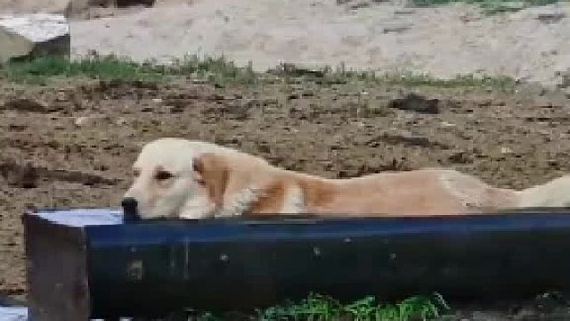 狗狗水槽里乘凉