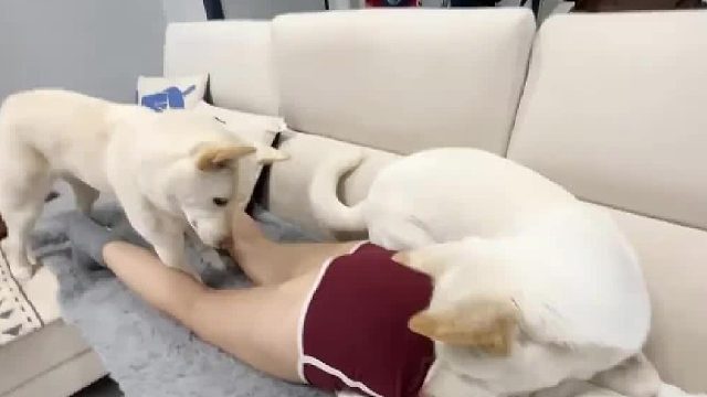 哈哈哈哈…想屁吃呢！这傻狗