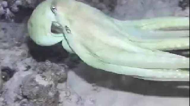 来个伪装大师看看