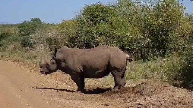 老虎比很多人都有礼貌和素质