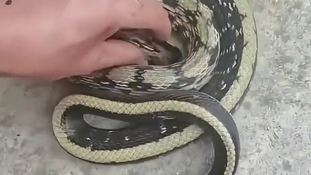 老鼠：我感谢你全家