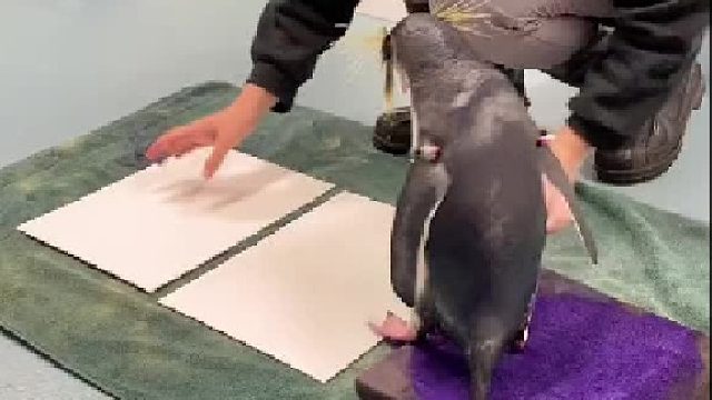 一位有“脾气”的企鹅画家：快夸夸我摸摸我，不然我不画了！