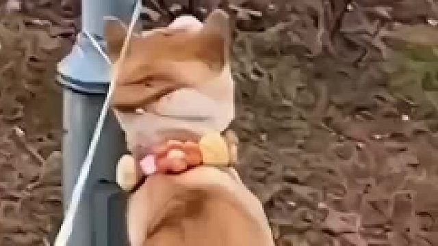 有些猫狗是真的犟，你打它都不行