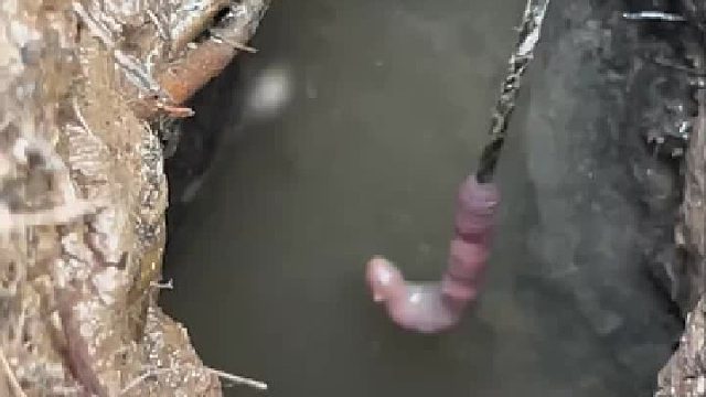 长这么大不容易，不能放过它吗？