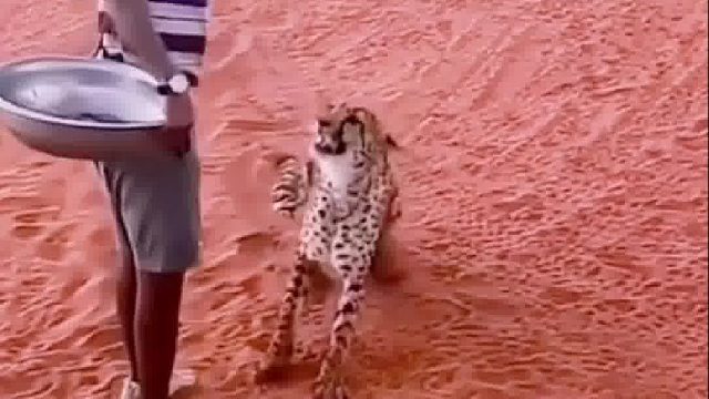 这不怕养豹为患吗？