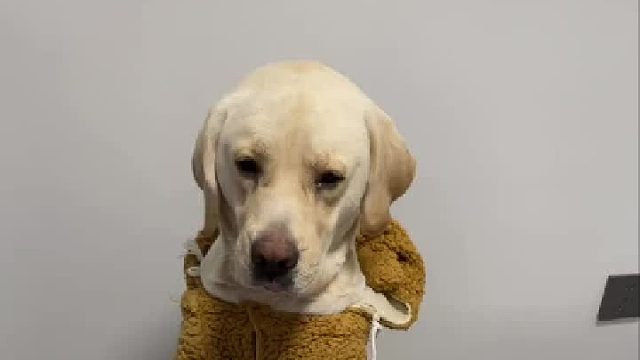 这狗真难养、能吃上肉就不错了，还挑肥拣瘦，越来越挑食了。我真是把你惯坏了