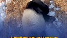 好萌啊～12月24日（视频发布），山东，济南动物园里，大熊猫雅吉雪地里滑草玩嗨了。网友：滑到我心里啦