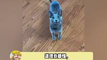 有没有养蓝猫的来科普一下在什么光线下会长这样啊