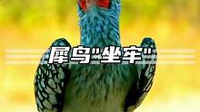 犀鸟牢底坐穿只为生娃，如果雄性犀鸟丧生，背后就是一家灭门惨案 #动物科普 #鸟类 #保护动物 #犀鸟