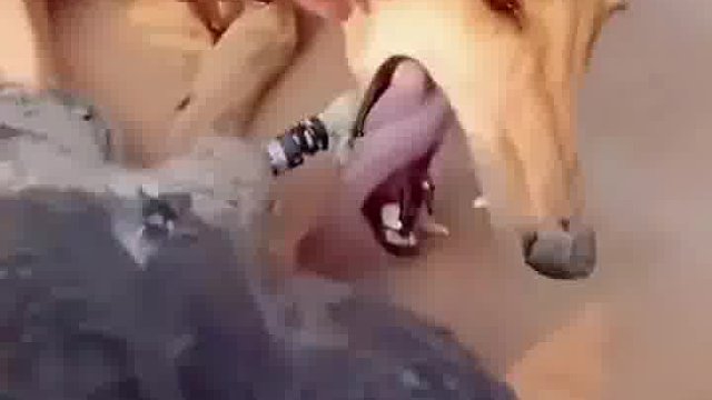 老鹰去农家偷东西，一手按狗子一手逮兔子，人心不足蛇吞象