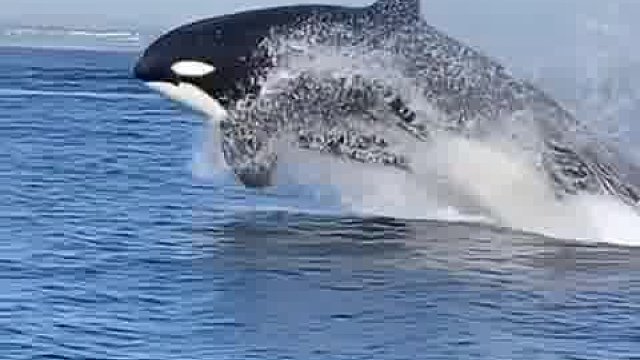 虎鲸与海豚相遇，场面如此惊心动魄…