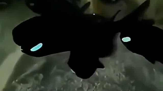 灯颊鲷，这东西得用海水养，而且还容易死