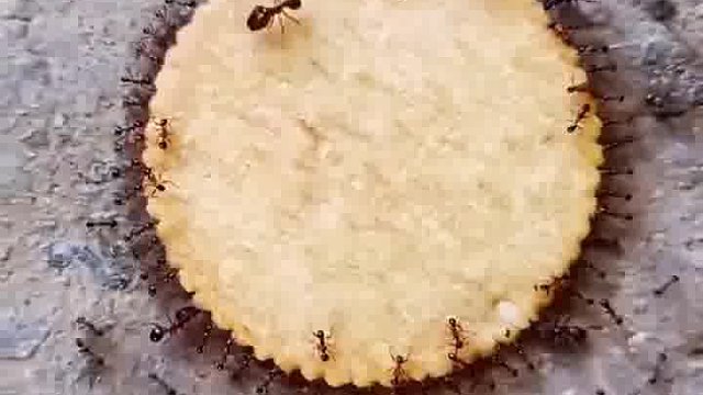 大头兵蚁，负责监视附近有没有危险