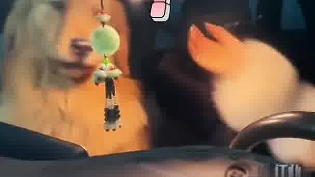 女主人跟金毛在车上拍视频，对面车位的车主同时记录下这画面女主人跟金毛在车上拍视频，对面车位的车主同时记录下这画面~1