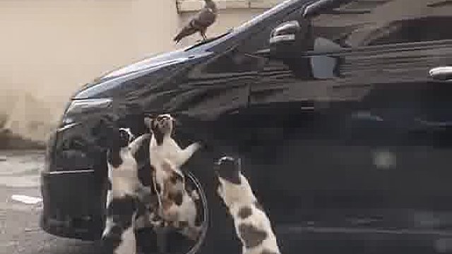 三只花猫捕捉鸽子，结果