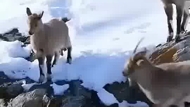 其实以前雪比现在多摔不死的，现在…