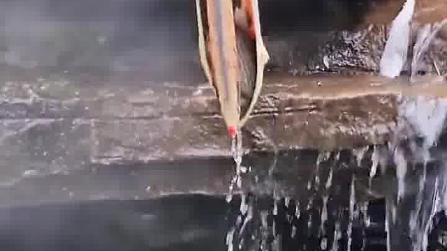 鸟：这里的鱼根本抓不完