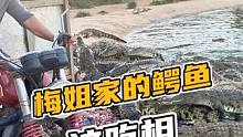梅姐家的鳄鱼，这吃相#鳄鱼 #鳄珍 #鳄鱼养殖场