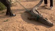差点要少十斤肉。这鳄鱼太狂傲了