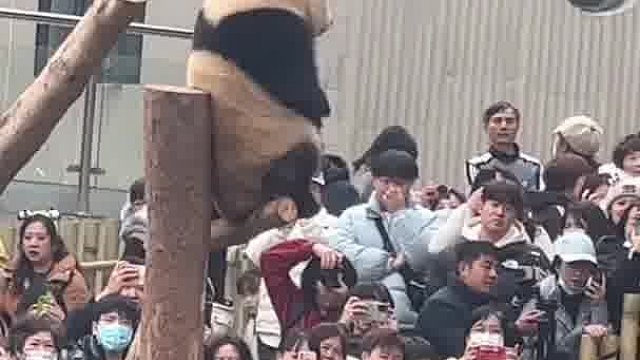 爱爱360度宠粉，小手一拉，霸气十足