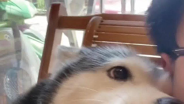 这是我见过最有小姑娘样儿的哈士奇