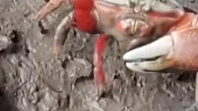 为什么放着大钳子不用