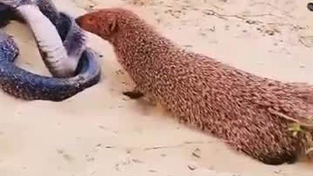 蜜獾Vs眼睛蛇，真是一物降一物