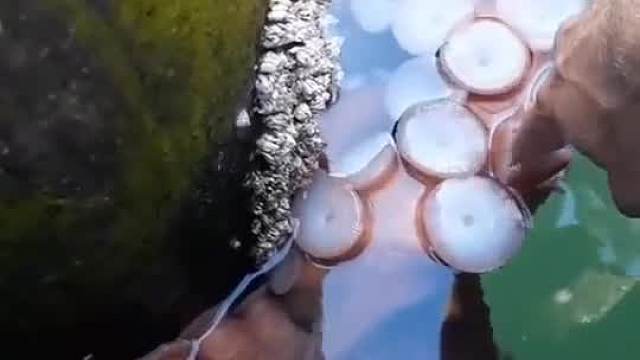 这触手一定很好吃吧