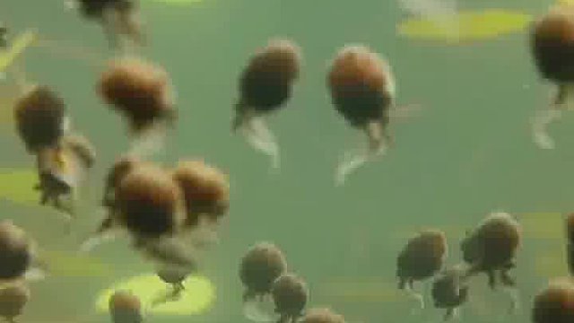 蝌蚪妈妈带娃最淡定了