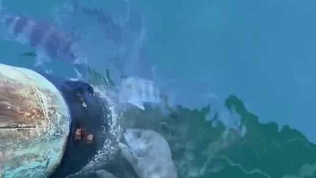 吃藤壶的鱼肯定好吃