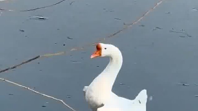优雅永不过时，网友拍下大鹅上演“冰上芭蕾”