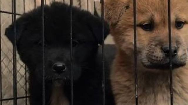 苹果15，applelog套lut直出，随手拍！#手机摄影 #手机摄影教学 #摄影技巧 #摄影培训 