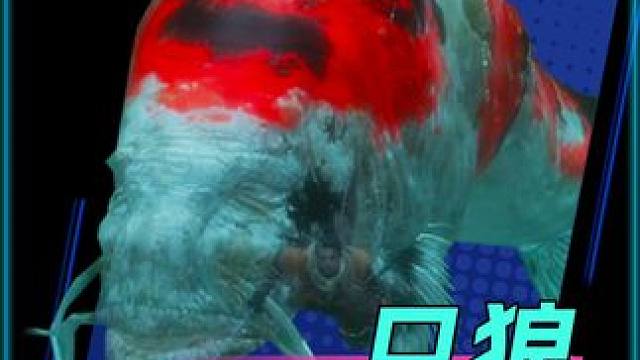 第一次遇到大鱼时被吓坏了，深入调查才知道有这么多故事...《只狼》