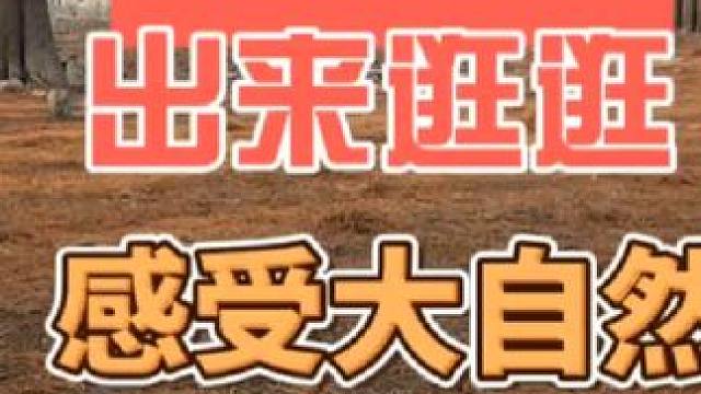 出来走走看看，感受大自然的气息#日常vlog #旅游 #周末去哪玩