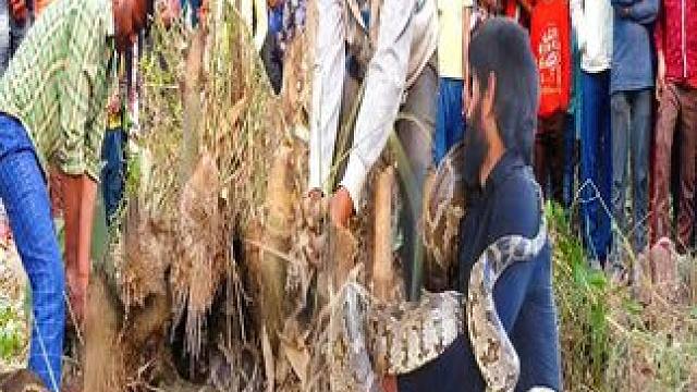 印度紧急空降捕蛇人，捕捉3条食人巨蟒，全球都在直播 #蟒蛇 #印度 #捕蛇