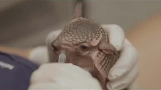 三种非常懒惰的动物