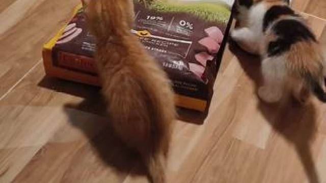 我的小猫，两岁了头一次吃到10块以上的猫粮