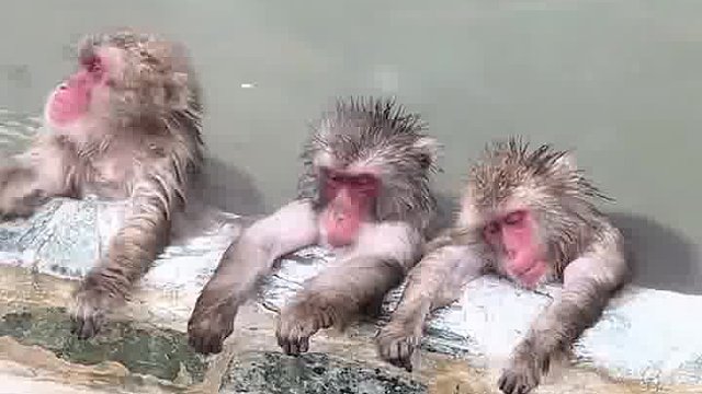 这温泉水这么烫吗，看把猴子脸烫的跟猴屁股一样红