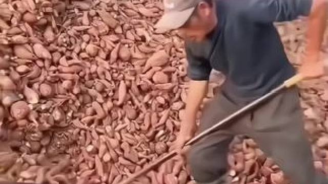 天冷了，村里人又开始做粉条了哦#纯手工红薯粉条 #天儿冷吃点啥 #纯手工红薯粉条 #真材实料好味道 