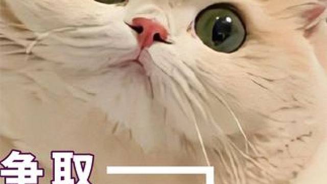 猫咪都知道爱是要自己争取的#猫咪 #收养 #感动瞬间 #温暖 #善良 #娱乐评论大赏 