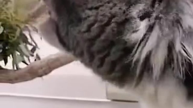确定不是猪配的音吗？