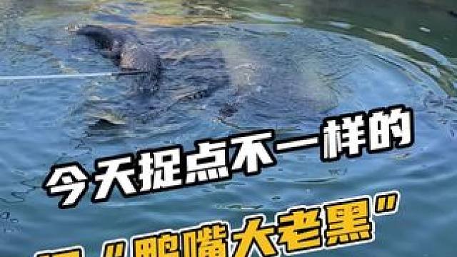 新增“大老黑”，兄弟们有空过来看看