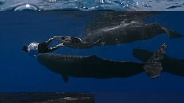 男孩子的潜水大片
：BlueSoul摄影师
旅行 #画面太美 #随手拍带你看风景 #一不小心就