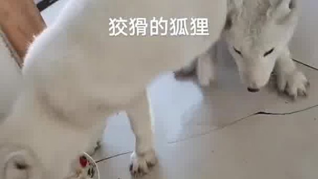看看吧为什么叫狐狸。