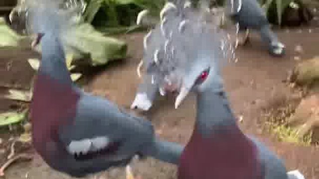 快过年了，鸽子都烫头了