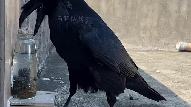 乌鸦喝水