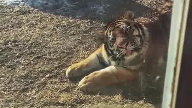 它这么呆萌，咬人应该不疼吧