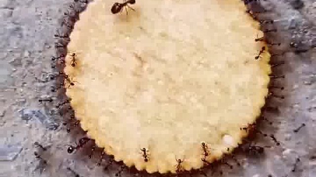 上面那只起什么作用