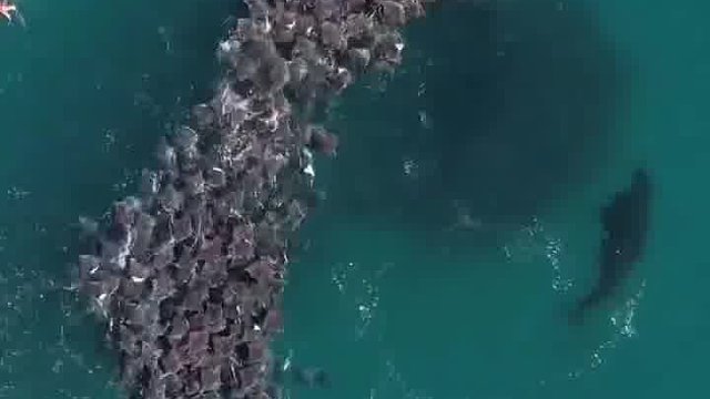 虎鲸围捕魔鬼鱼，这场面