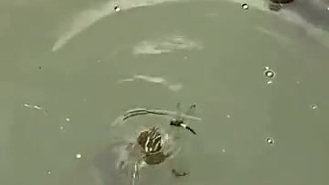 古有癞蛤蟆想吃天鹅肉，今有王八咬蜻蜓